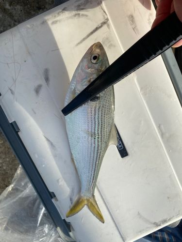 コノシロの釣果