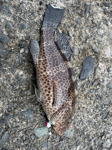 オオモンハタの釣果