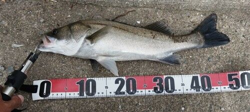 タイリクスズキの釣果