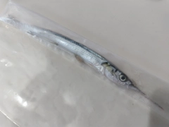 サヨリの釣果