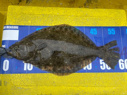 ヒラメの釣果