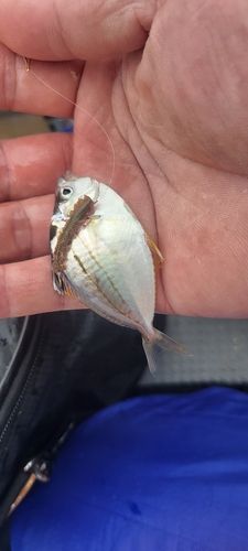 ヒイラギの釣果
