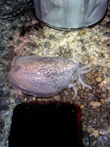 シリヤケイカの釣果