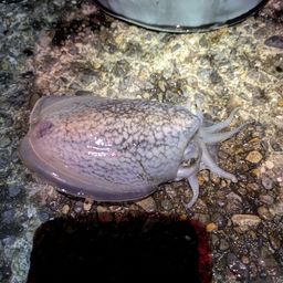 シリヤケイカ