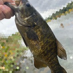 スモールマウスバス