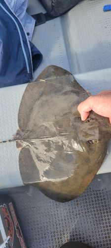 ツバクロエイの釣果