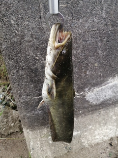 ナマズの釣果