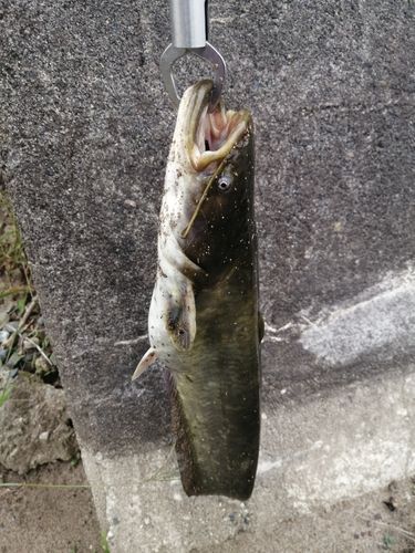 ナマズの釣果