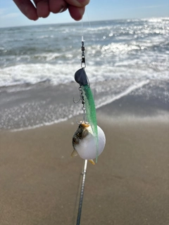オキナワフグの釣果