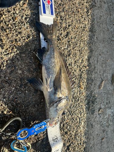 クロダイの釣果