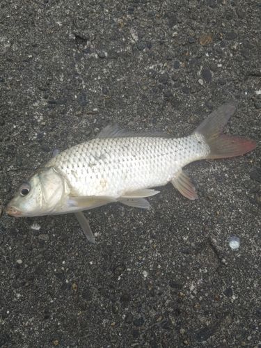 ニゴイの釣果