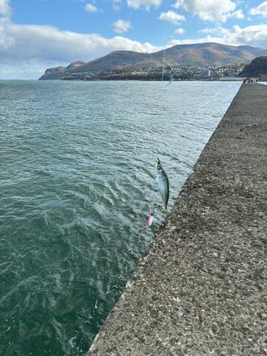 サバの釣果
