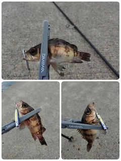 メバルの釣果