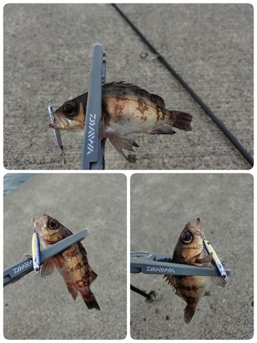 メバルの釣果