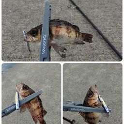 メバル