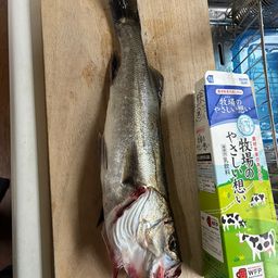 シーバス