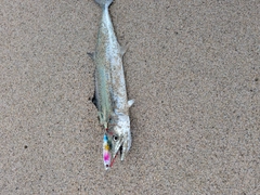 サゴシの釣果