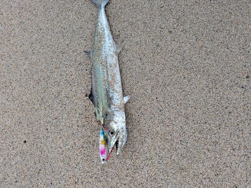 サゴシの釣果