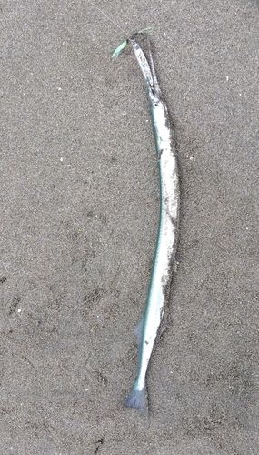 ダツの釣果