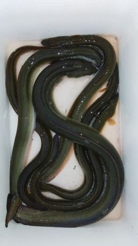 ウナギの釣果