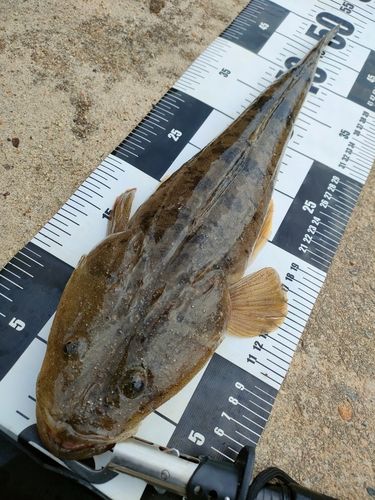 マゴチの釣果
