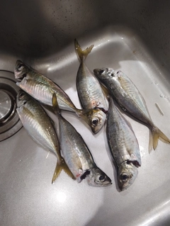 アジの釣果