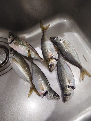 アジの釣果