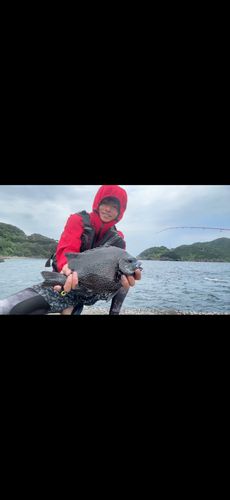 イシガキダイの釣果