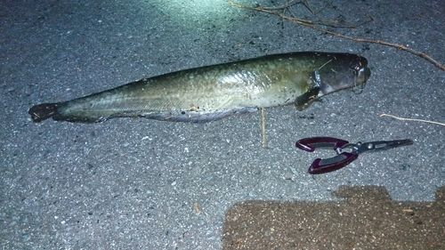 ニホンナマズの釣果