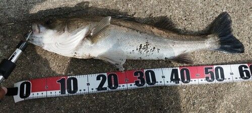 タイリクスズキの釣果