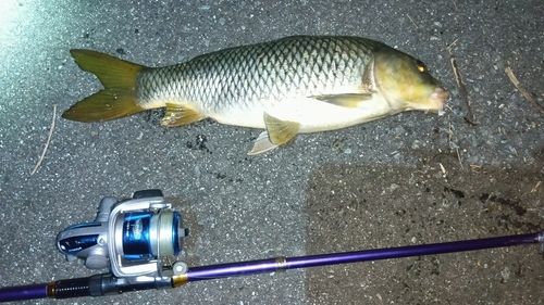 コイの釣果