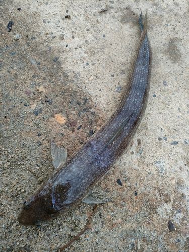 エソの釣果