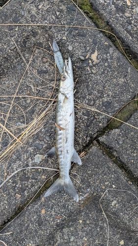 オニカマスの釣果