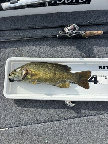 スモールマウスバスの釣果