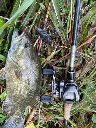 スモールマウスバスの釣果