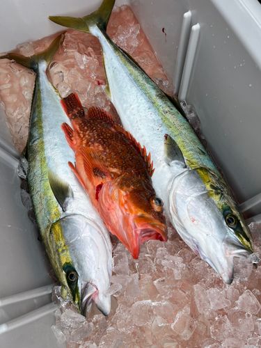 ワラサの釣果