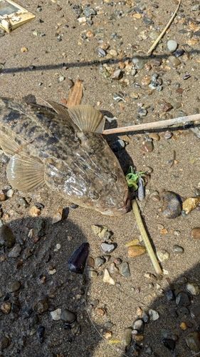 マゴチの釣果