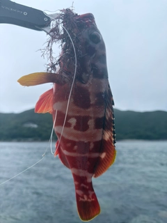 アカハタの釣果