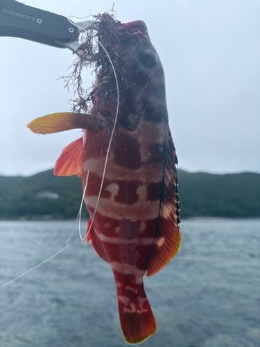 アカハタの釣果
