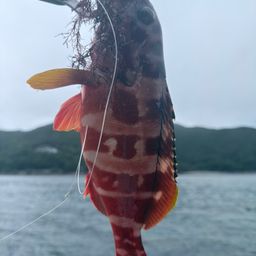 アカハタ