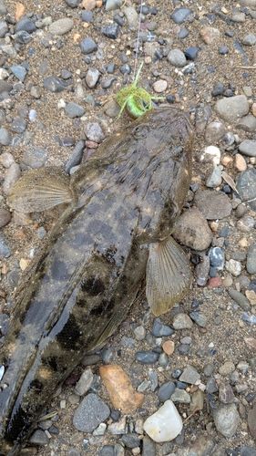 マゴチの釣果