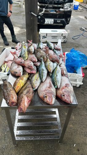 マダイの釣果