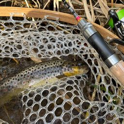 ブラウントラウト