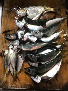 サバの釣果