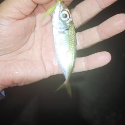 アジ