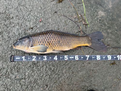 コイの釣果