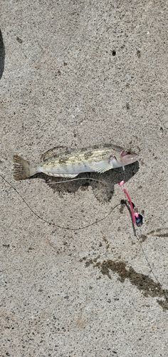 アイナメの釣果