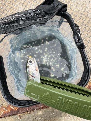 カタクチイワシの釣果