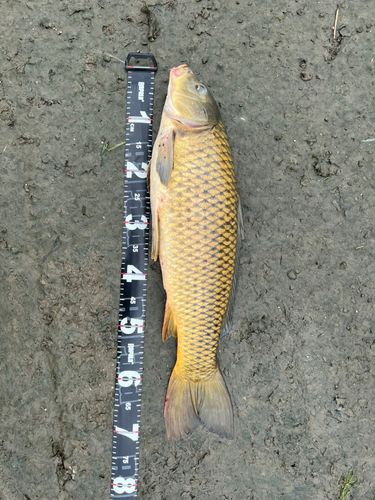 コイの釣果