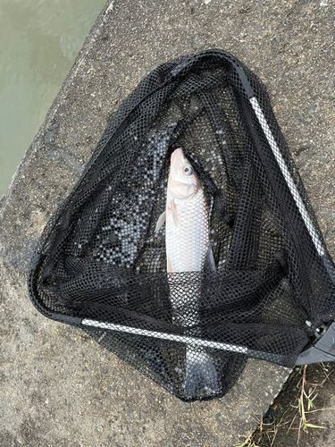 ニゴイの釣果